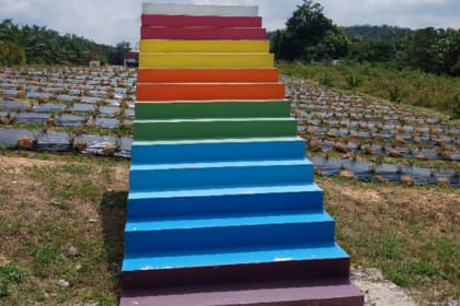 Sky Ladder Pineapple Farm